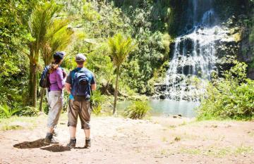 Auckland Rainforest Walk